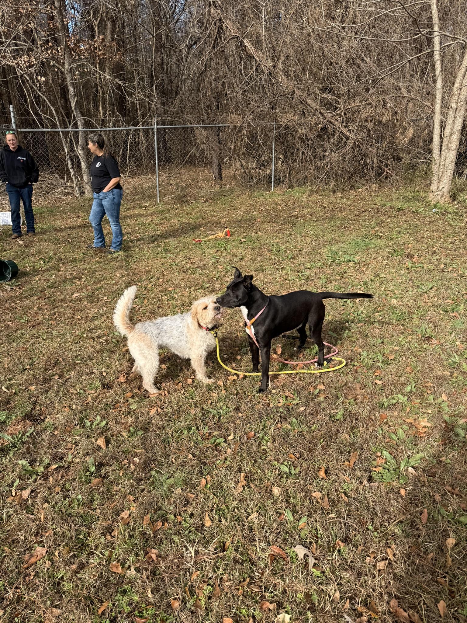 Enlarge FLIP, a ADOPTABLE mixed breed in Newborn, GA image 5/6