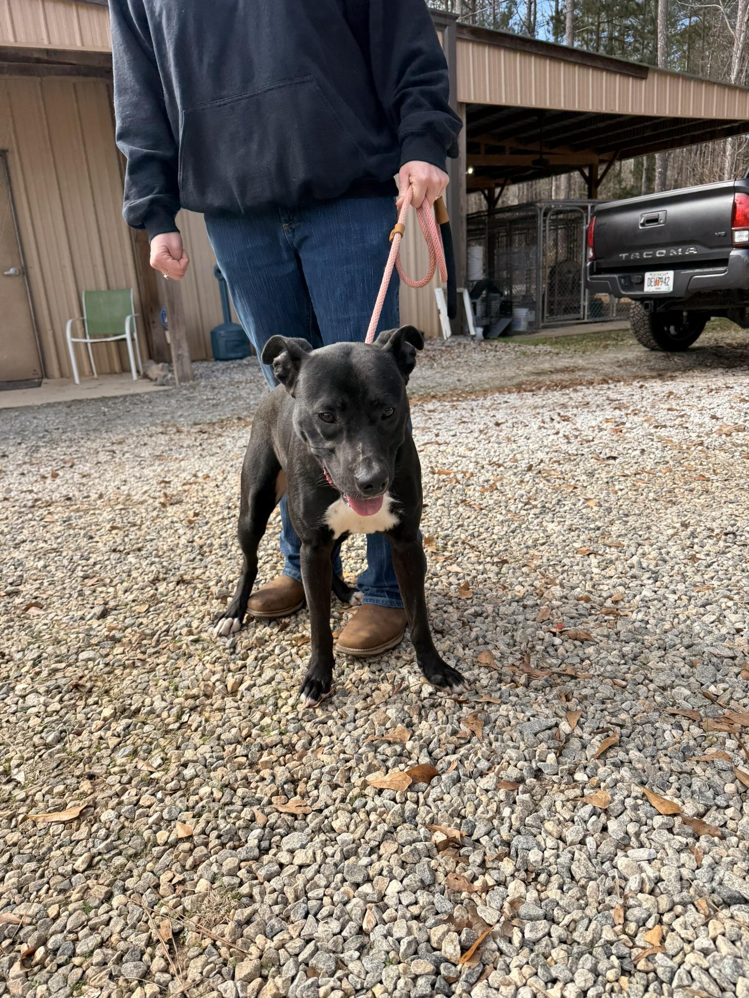 Enlarge FLIP, a ADOPTABLE mixed breed in Newborn, GA image 6/6