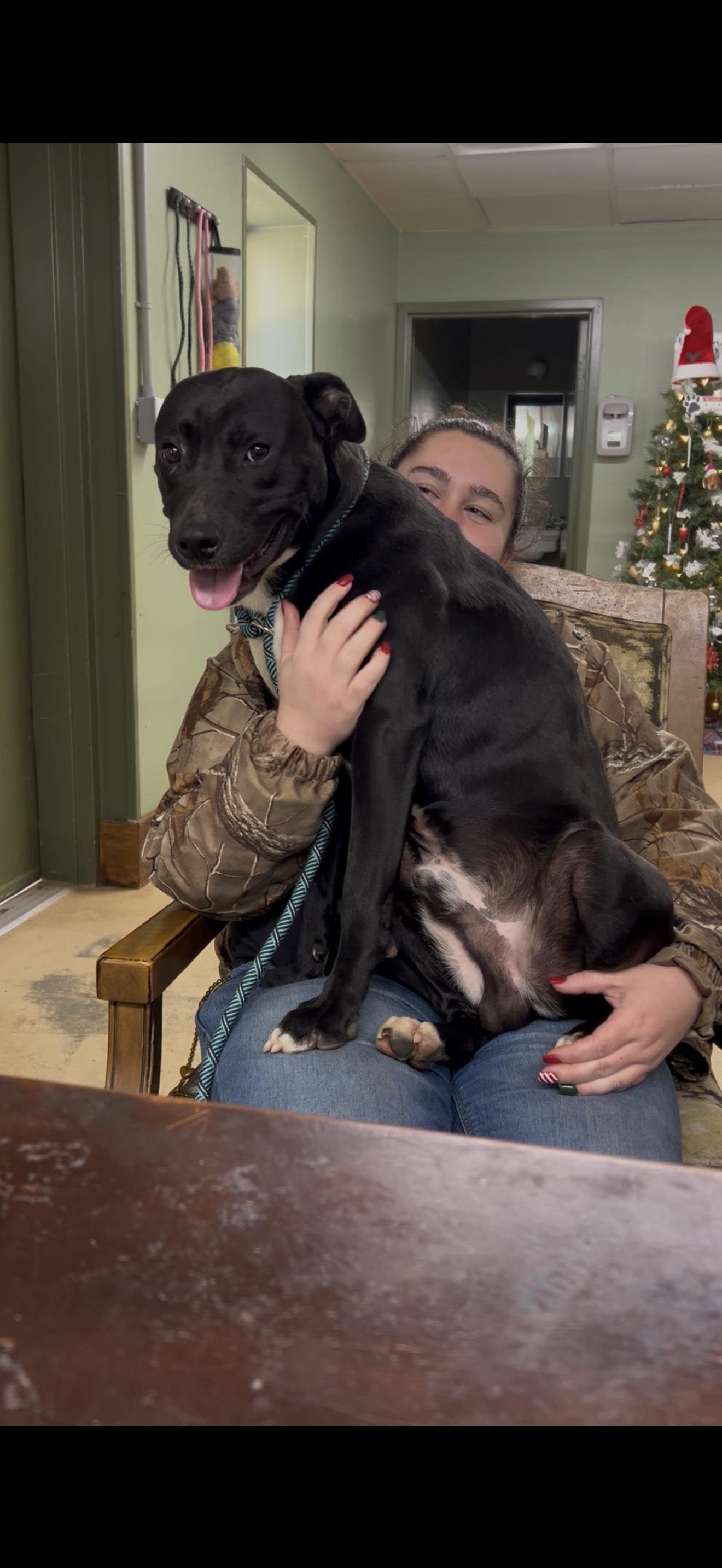 Enlarge FLIP, a ADOPTABLE mixed breed in Newborn, GA image 2/6