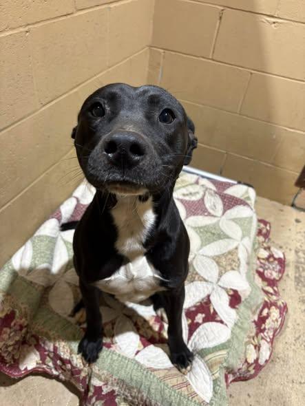 FLIP, ADOPTABLE, Young Male Pit Bull Terrier & Black Labrador Retriever.