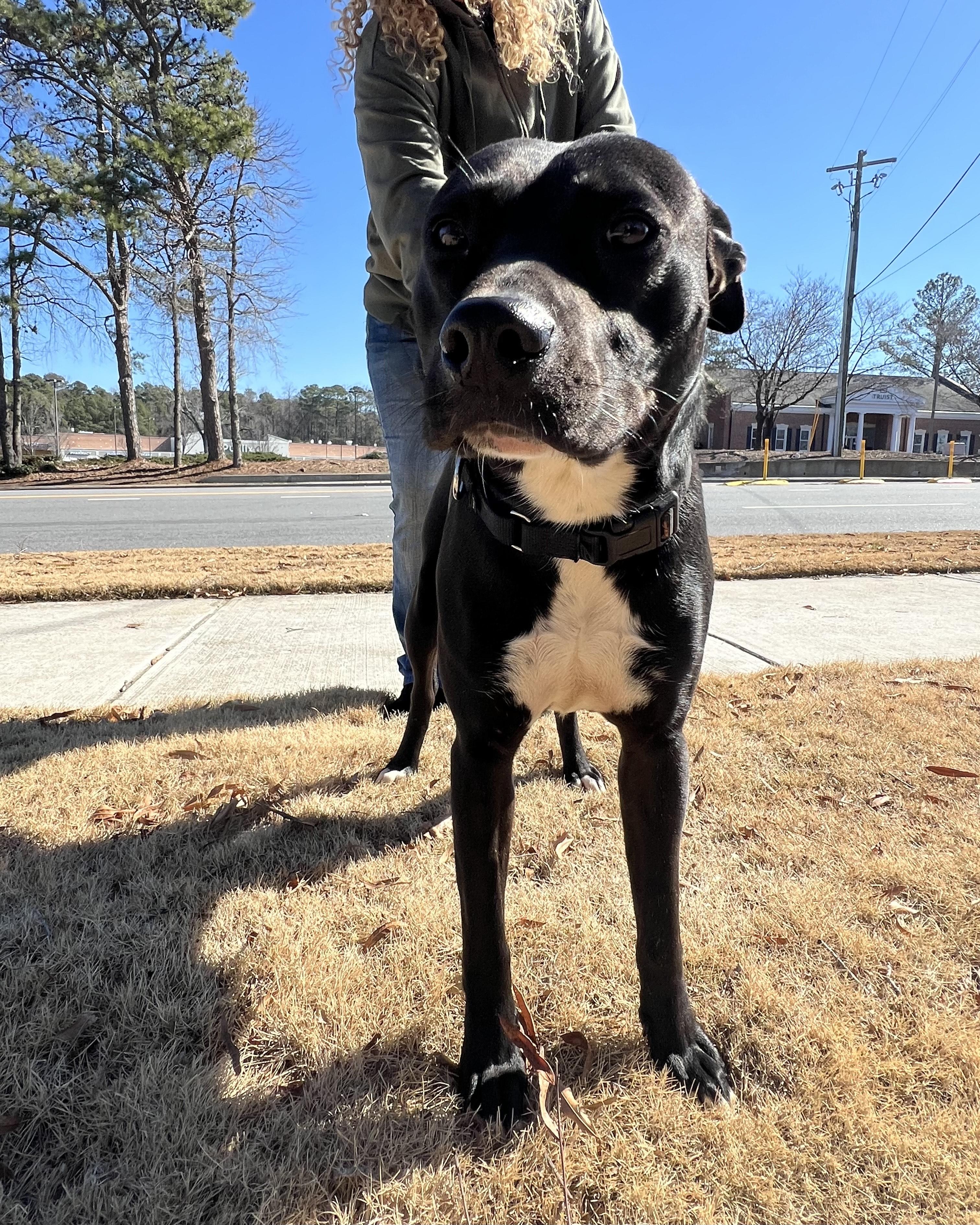 Enlarge FLIP, a ADOPTABLE mixed breed in Newborn, GA image 6/6
