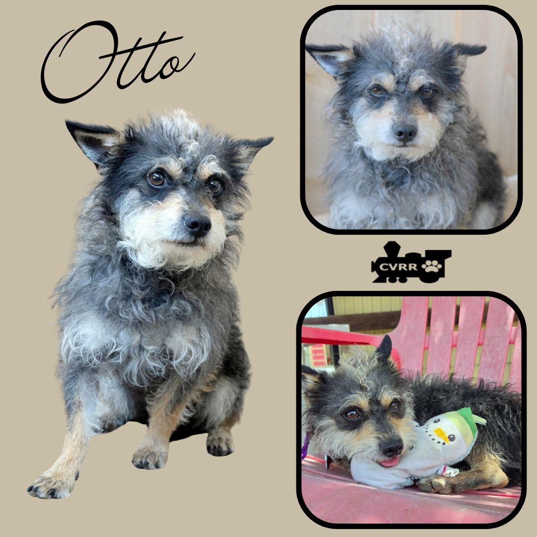 Enlarge Otto, a Adoptable Schnauzer in LINDSAY, CA image 1/1