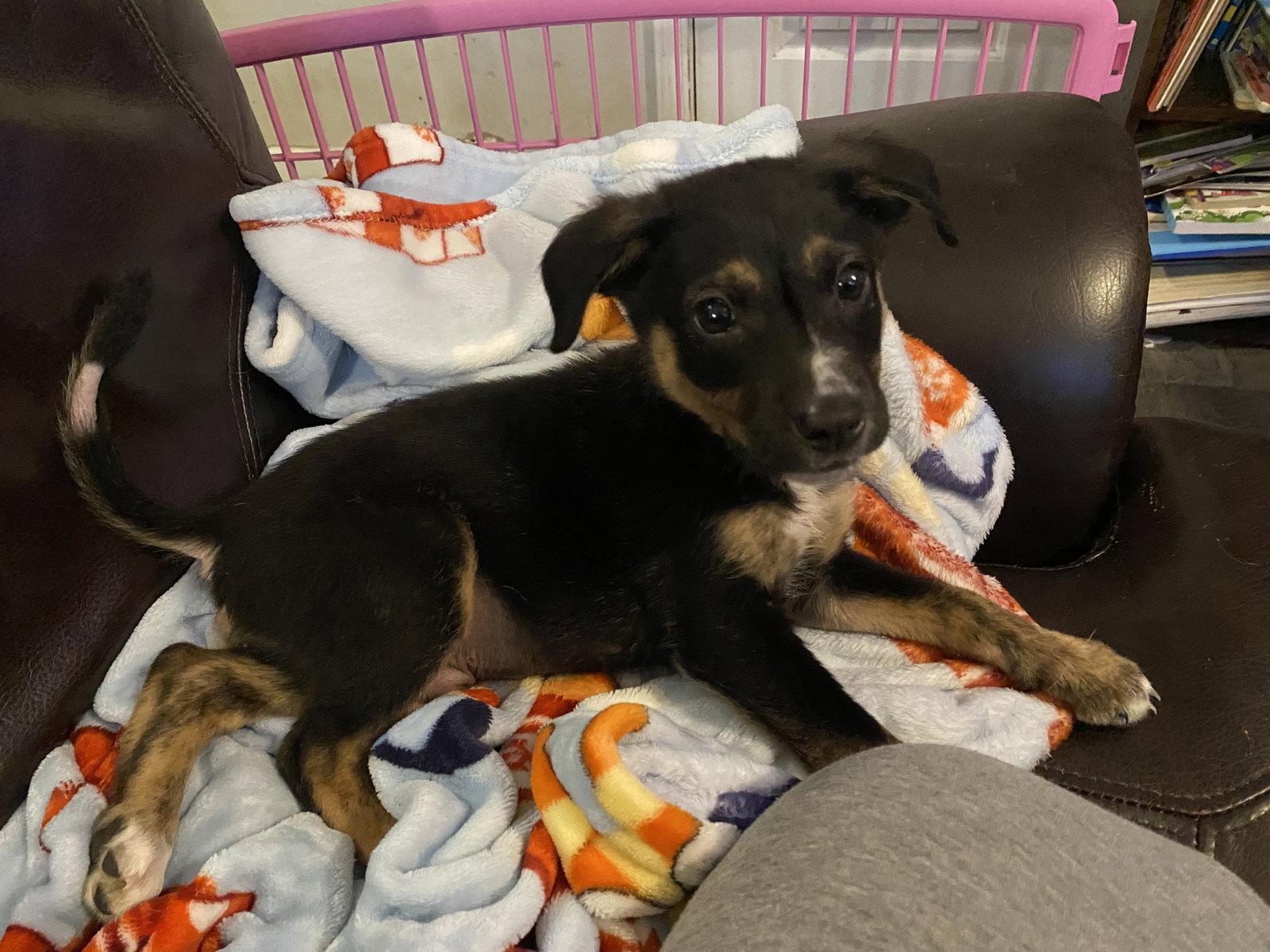 Noble Goose, Adoptable, Puppy Male Mixed Breed.