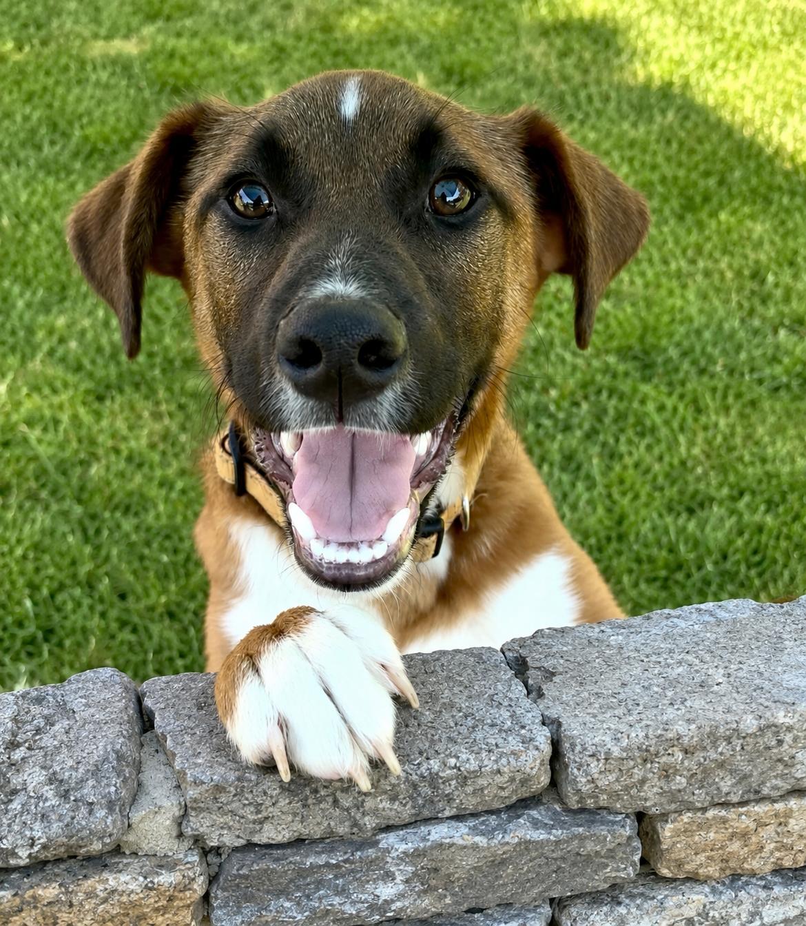Enlarge Valentino, a Adoptable mixed breed in Pleasant Valley, NY image 6/6