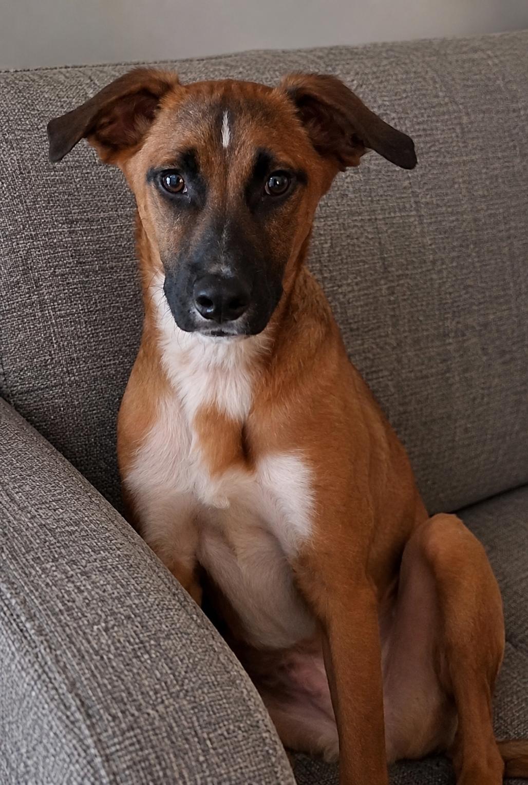 Enlarge Valentino, a Adoptable mixed breed in Pleasant Valley, NY image 1/6