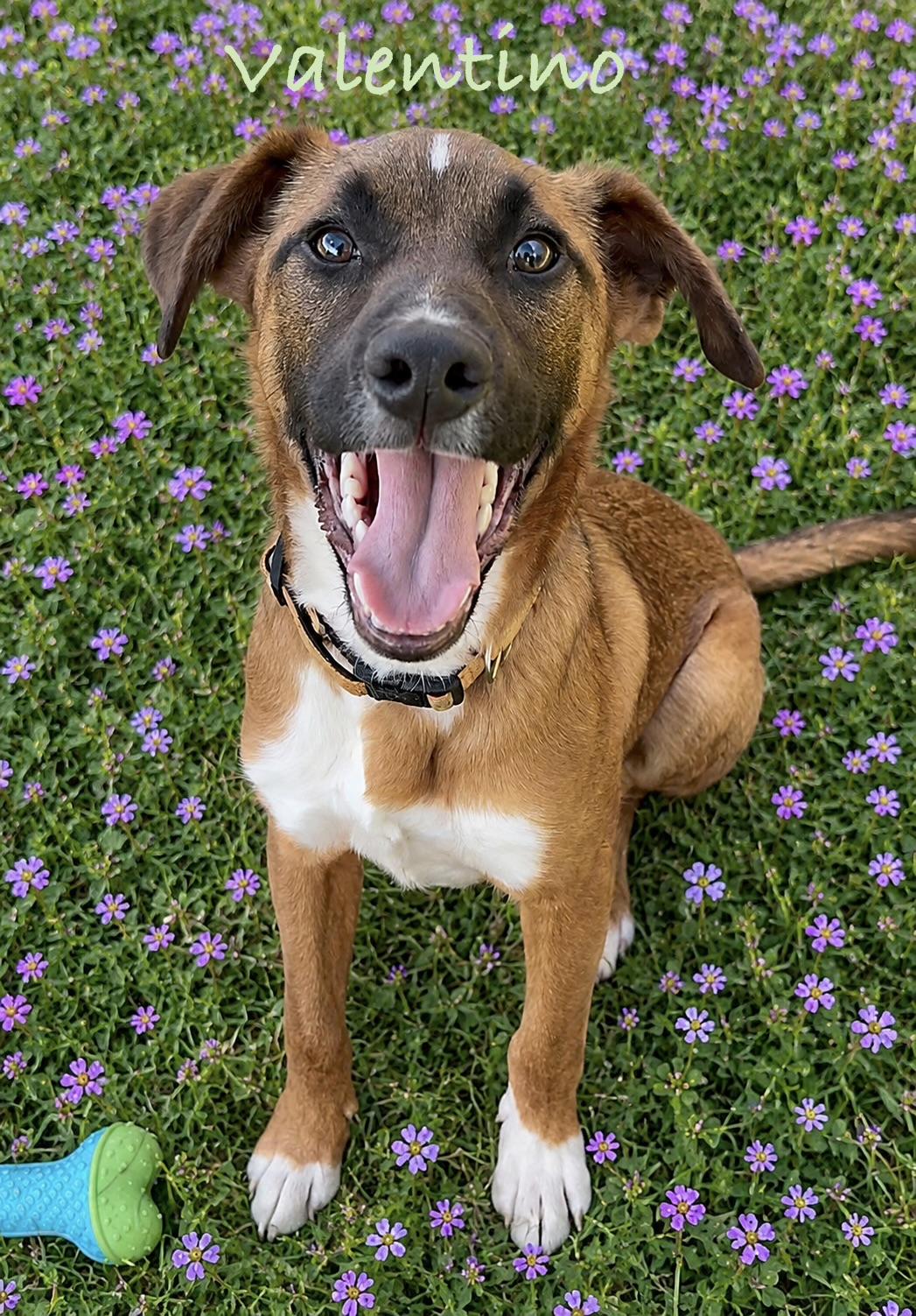 Enlarge Valentino, a Adoptable mixed breed in Pleasant Valley, NY image 3/6