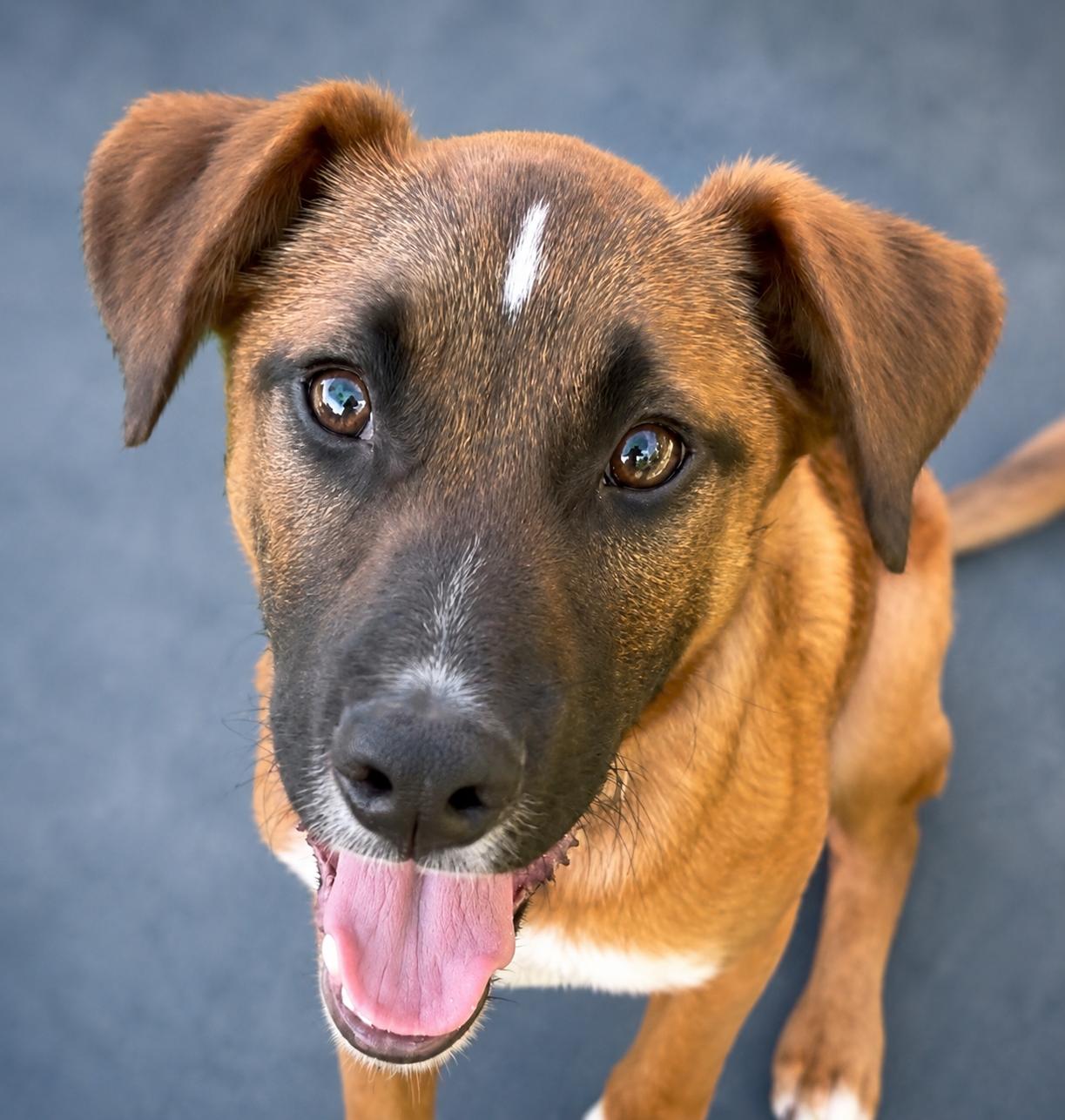 Enlarge Valentino, a Adoptable mixed breed in Pleasant Valley, NY image 4/6