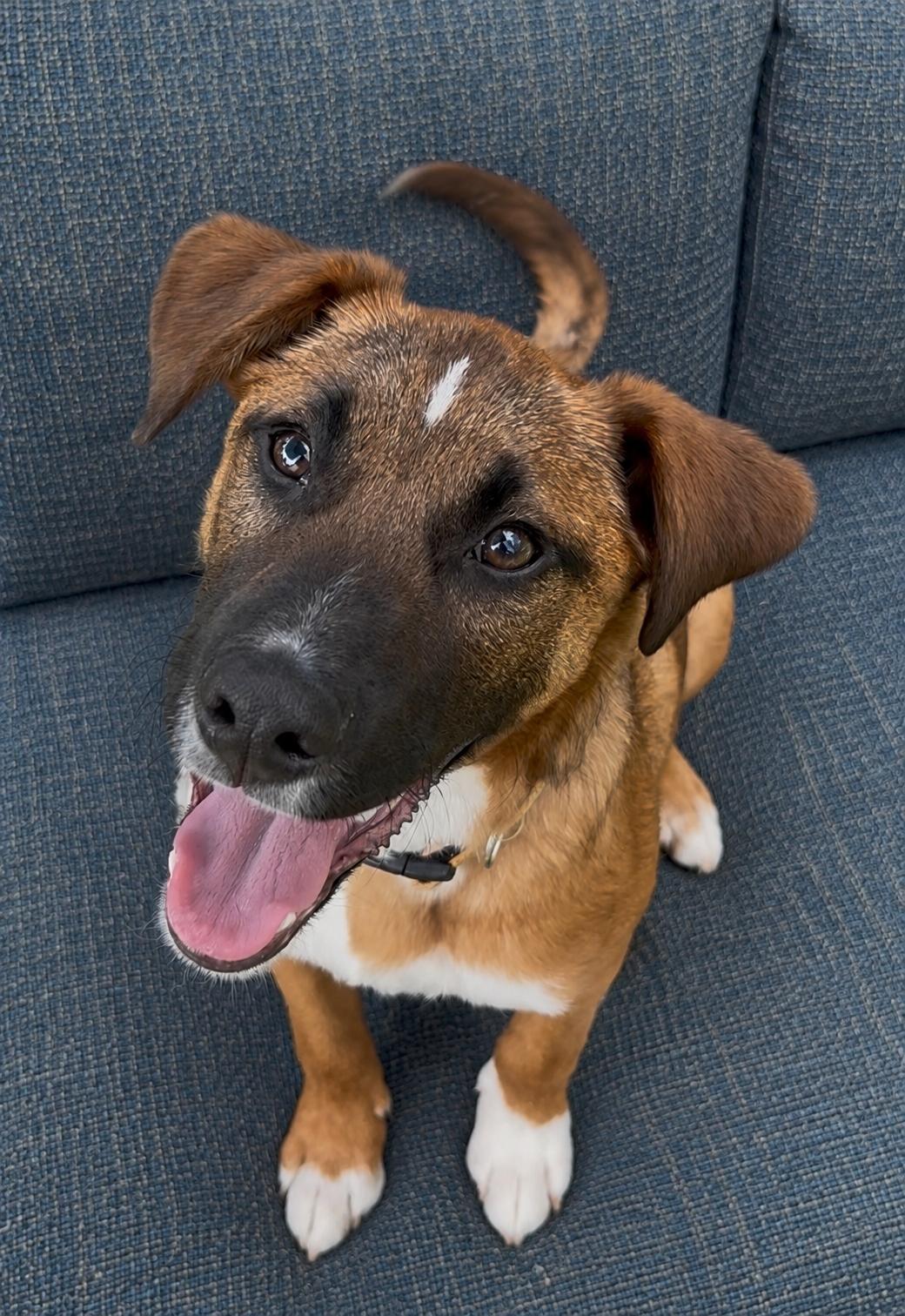 Enlarge Valentino, a Adoptable mixed breed in Pleasant Valley, NY image 5/6