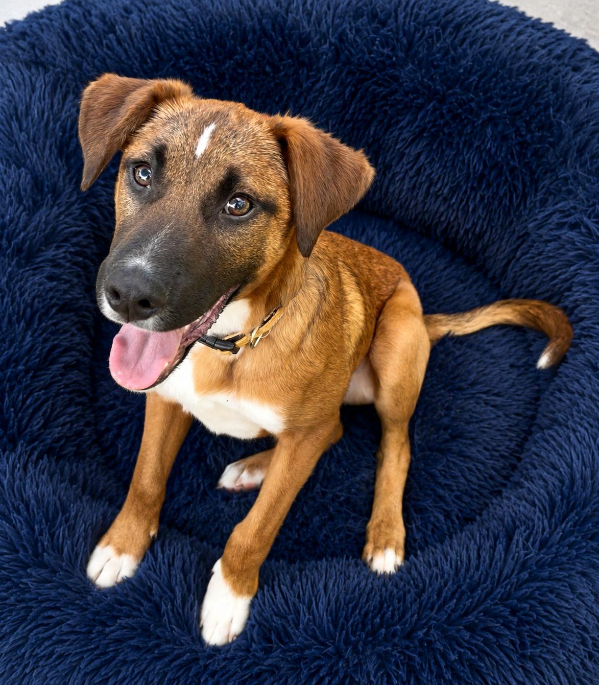 Enlarge Valentino, a Adoptable mixed breed in Pleasant Valley, NY image 2/6