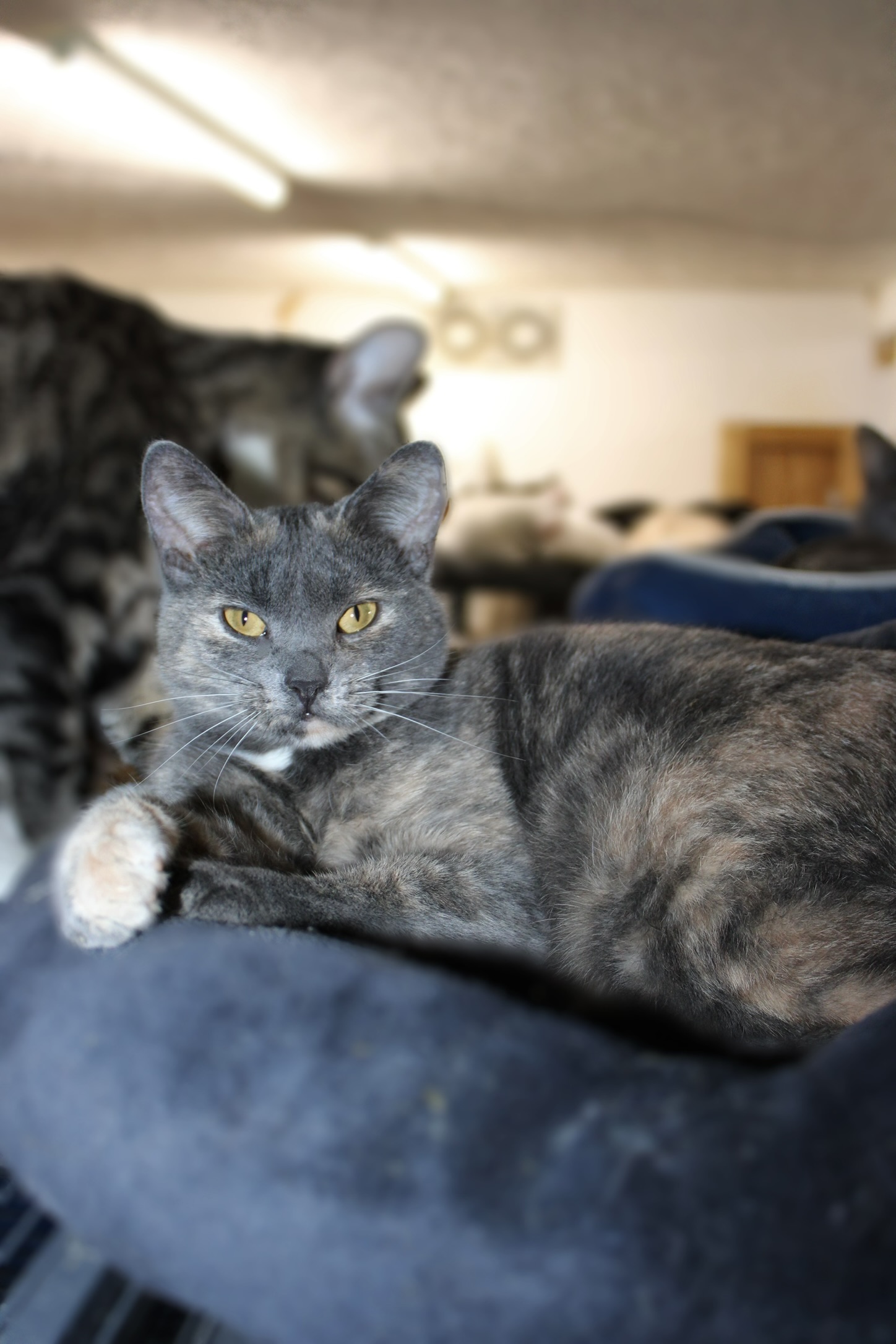 Paige, Adoptable, Young Female Tortoiseshell.