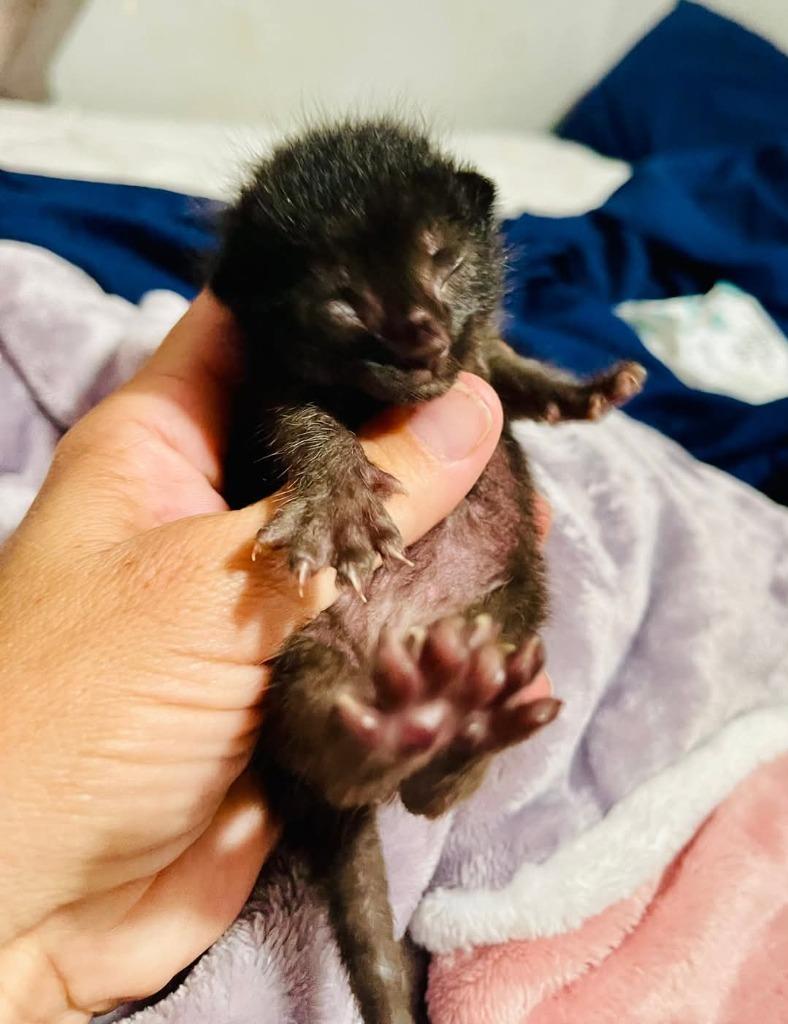 Serenity, Adoptable, Young Male Domestic Short Hair.