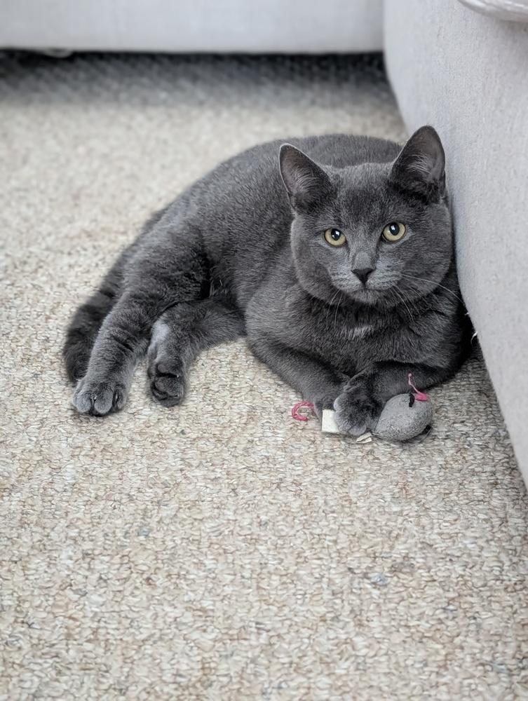 Enlarge Prim, a Adoptable Domestic Short Hair in Duxbury, MA image 1/1