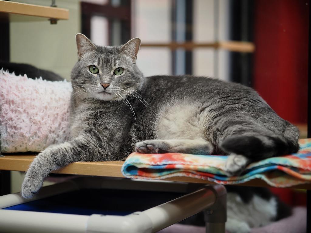 Prince Lir, Adoptable, Adult Male Domestic Short Hair.