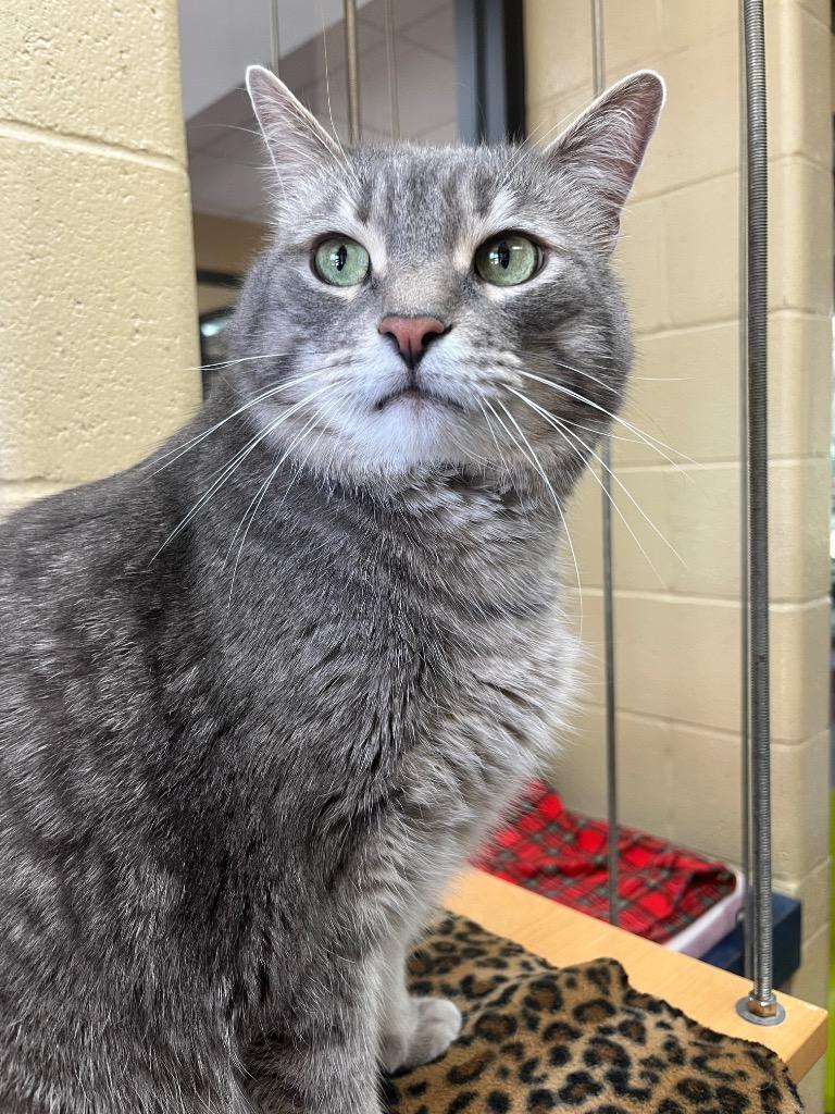 Enlarge Prince Lir, a Adoptable mixed breed in Cincinnati, OH image 2/6