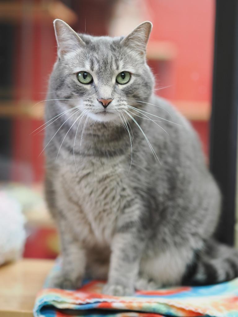Enlarge Prince Lir, a Adoptable mixed breed in Cincinnati, OH image 3/6