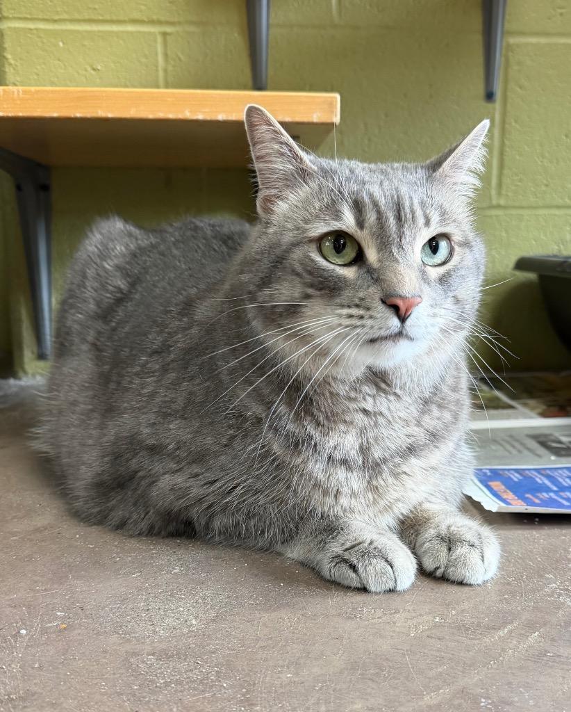 Enlarge Prince Lir, a Adoptable mixed breed in Cincinnati, OH image 4/6
