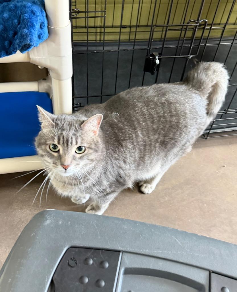 Enlarge Prince Lir, a Adoptable mixed breed in Cincinnati, OH image 5/6