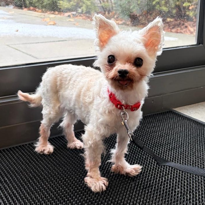 Charlie, a Adoptable mixed breed in Scarborough, ON image 2/6