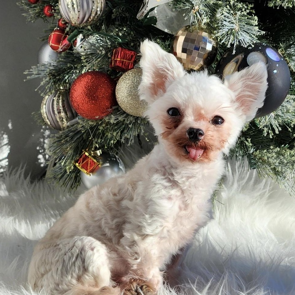 Charlie, a Adoptable mixed breed in Scarborough, ON image 1/6