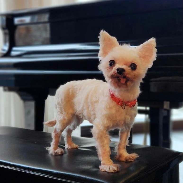 Charlie, a Adoptable mixed breed in Scarborough, ON image 3/6