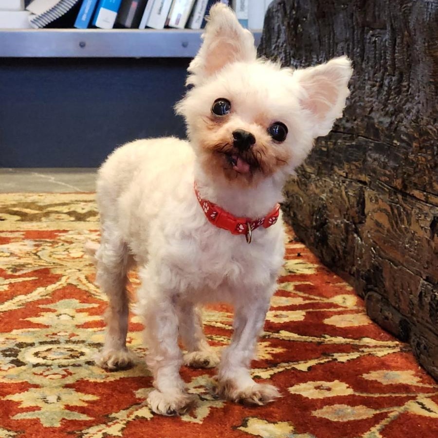 Charlie, a Adoptable mixed breed in Scarborough, ON image 5/6