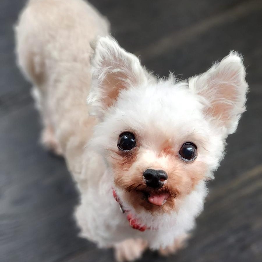 Charlie, a Adoptable mixed breed in Scarborough, ON image 4/6