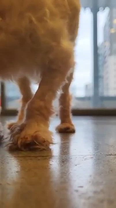 Enlarge Charlie, a Adoptable mixed breed in Scarborough, ON video 6/6