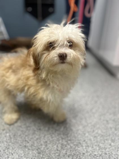 Ford, an adoptable Havanese in Tinley Park, IL, 60477 | Photo Image 1
