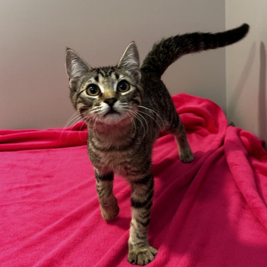 Enlarge Chapter, a Adoptable Domestic Short Hair in Hattiesburg, MS image 1/3