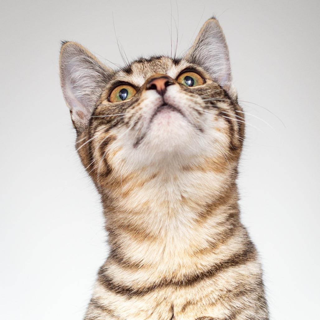 Enlarge Chapter, a Adoptable Domestic Short Hair in Hattiesburg, MS image 2/3