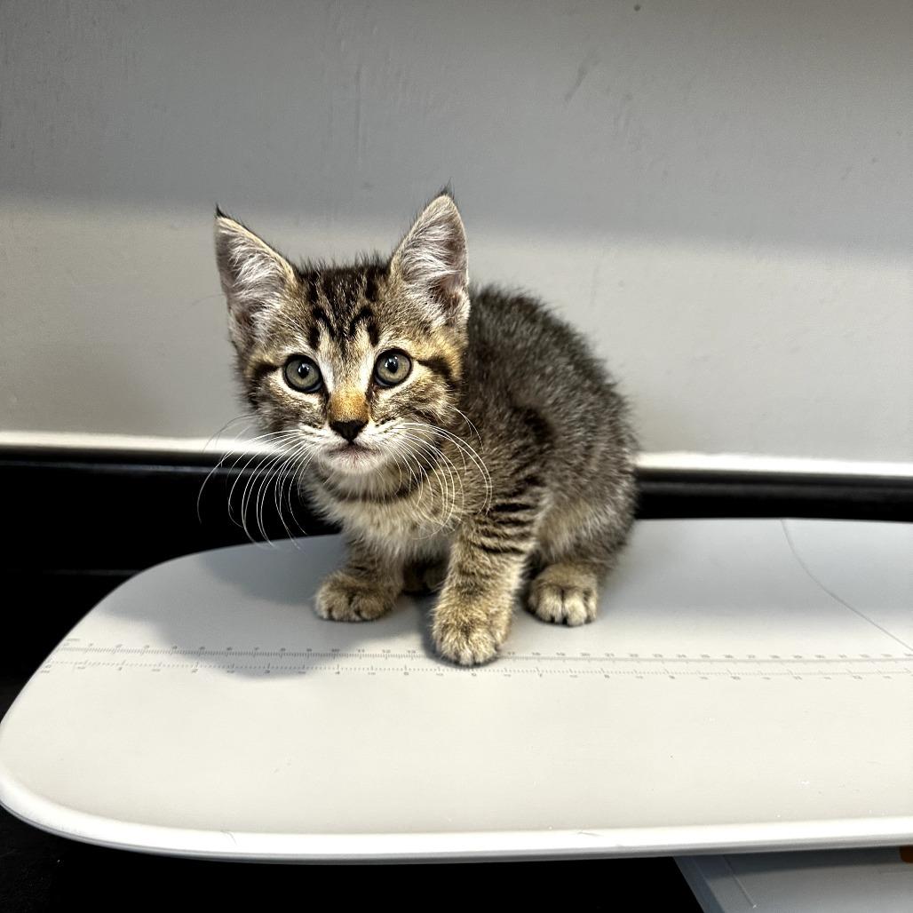 Enlarge Chapter, a Adoptable Domestic Short Hair in Hattiesburg, MS image 3/3