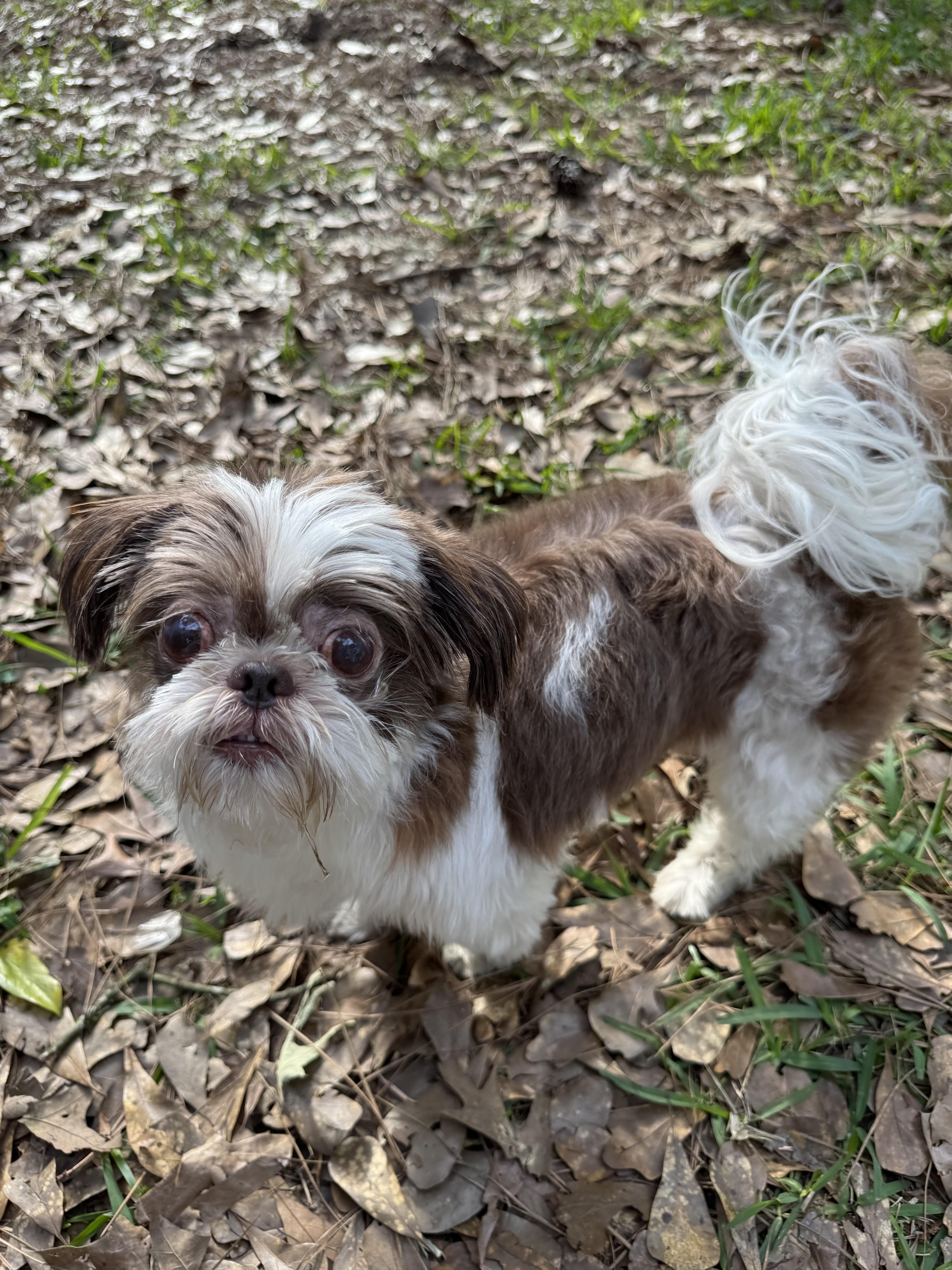 Enlarge Bailey , an adopted Shih Tzu in Baton Rouge, LA image 2/5