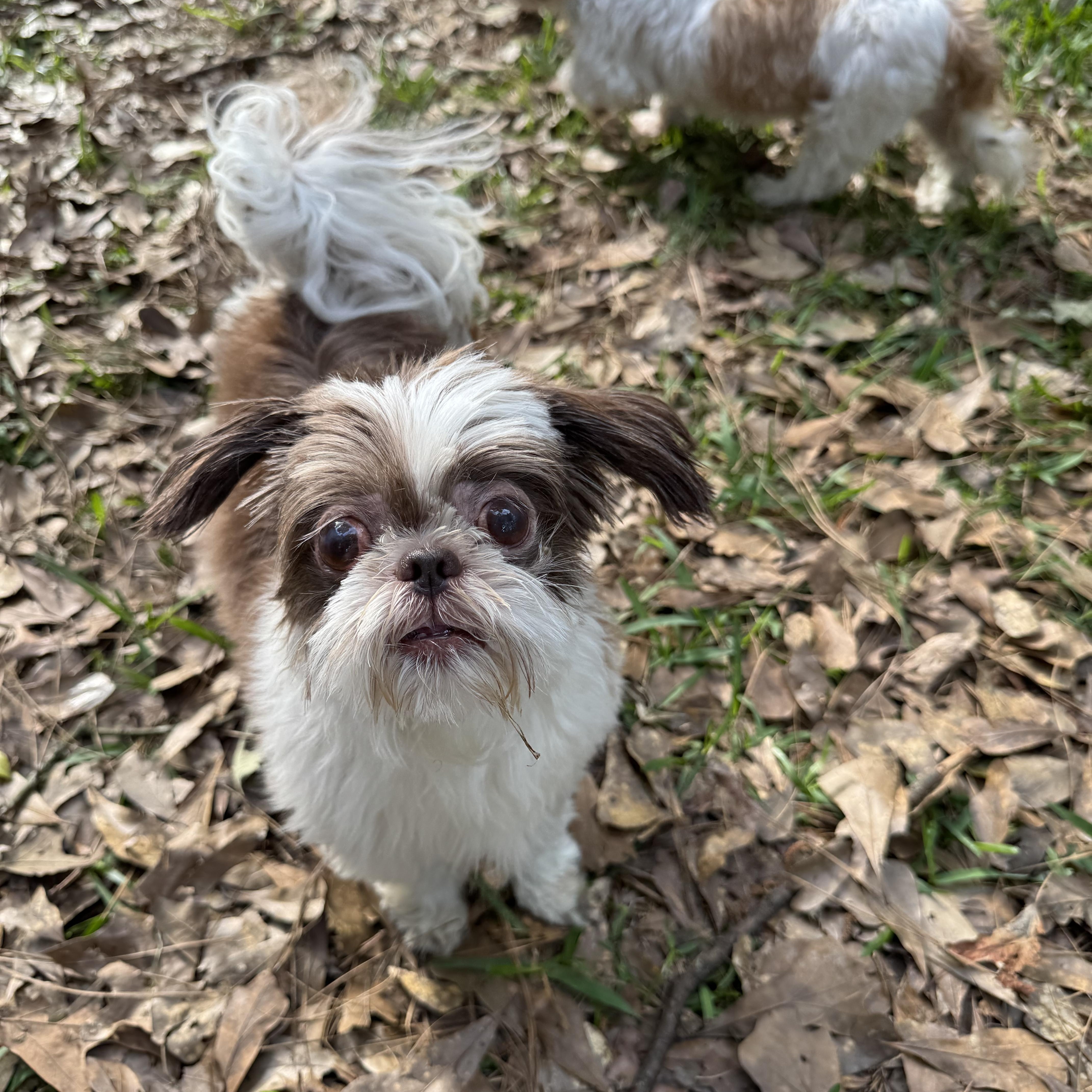 Enlarge Bailey , an adopted Shih Tzu in Baton Rouge, LA image 3/5