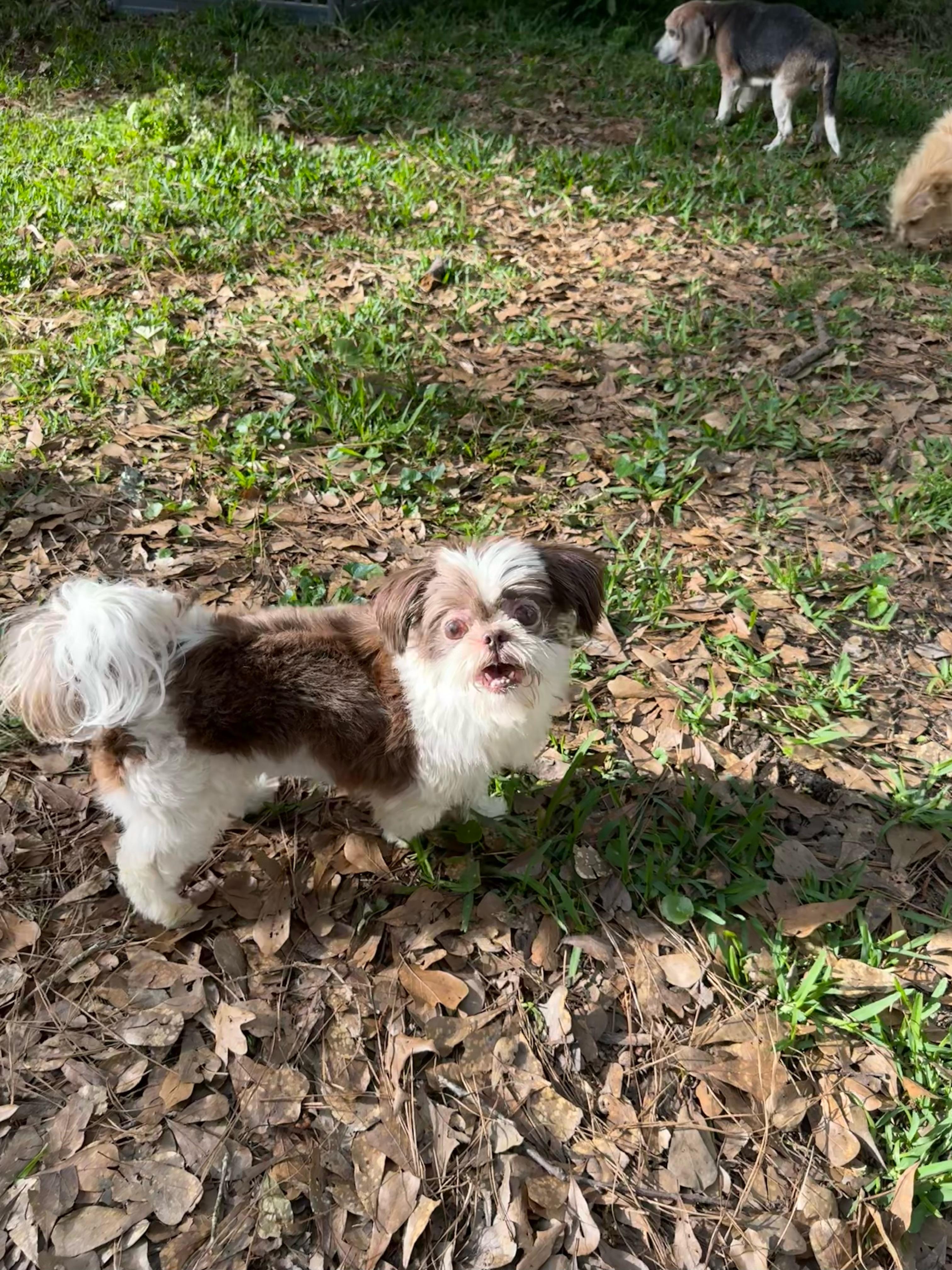 Enlarge Bailey , an adopted Shih Tzu in Baton Rouge, LA image 4/5