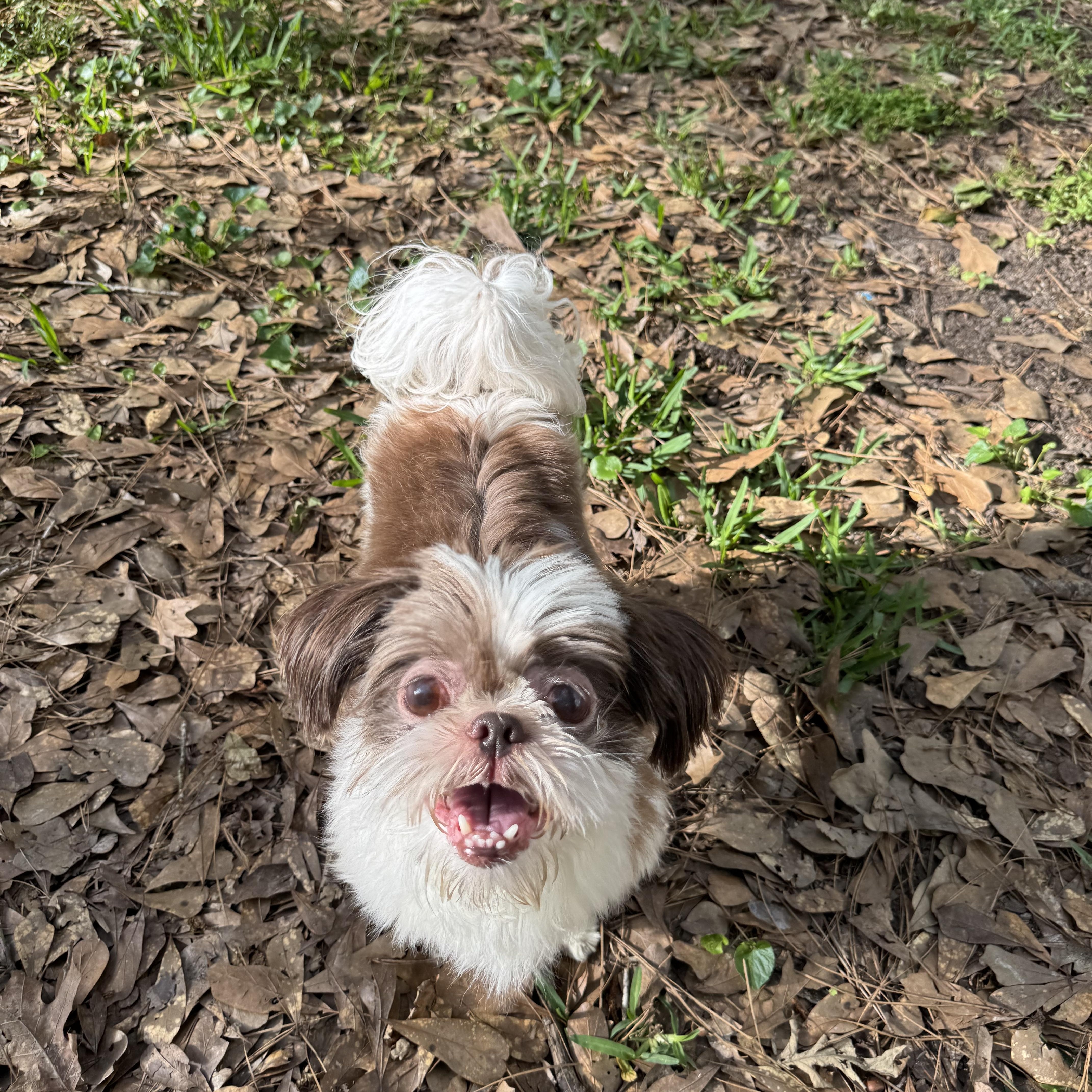 Enlarge Bailey , an adopted Shih Tzu in Baton Rouge, LA image 1/5
