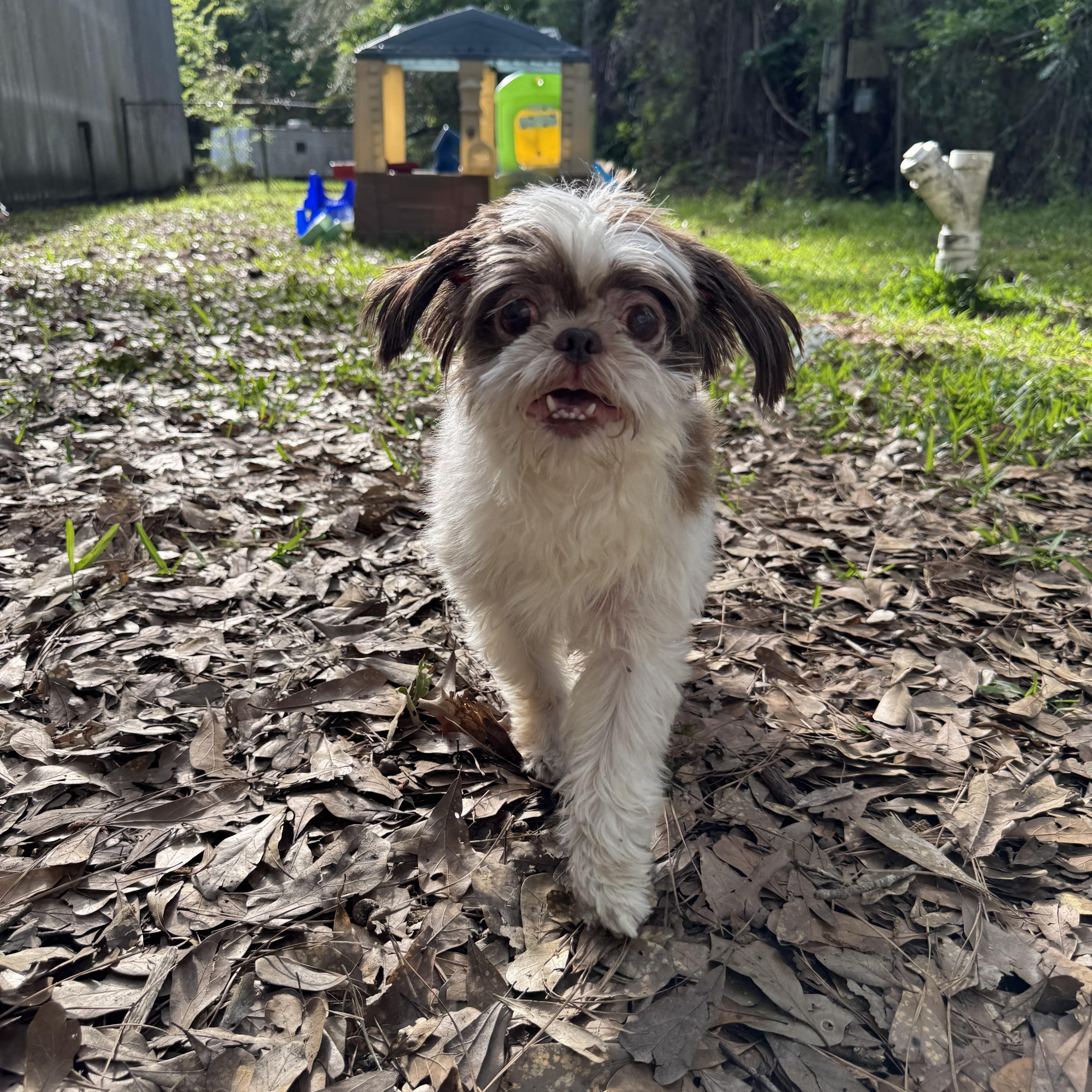 Enlarge Bailey , an adopted Shih Tzu in Baton Rouge, LA image 5/5