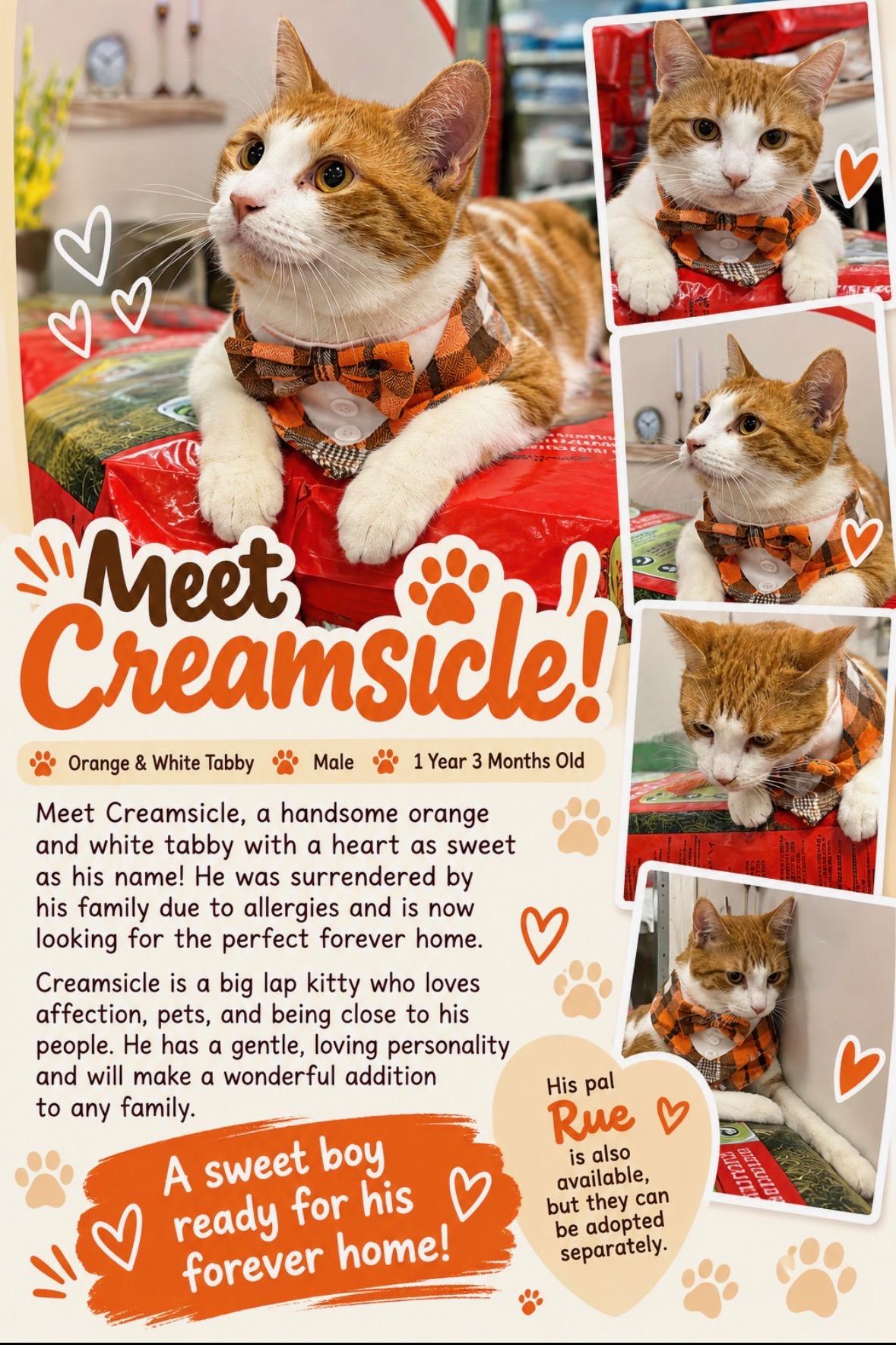 Creamsicle, Adopted, Young Male Domestic Short Hair.
