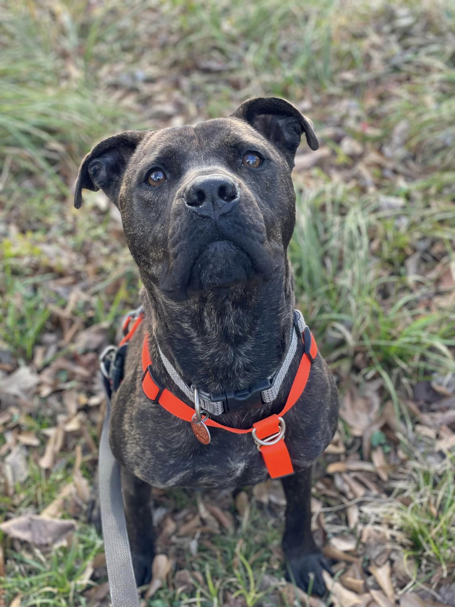 Enlarge Oz, a Adoptable mixed breed in Jackson, MS image 9/11