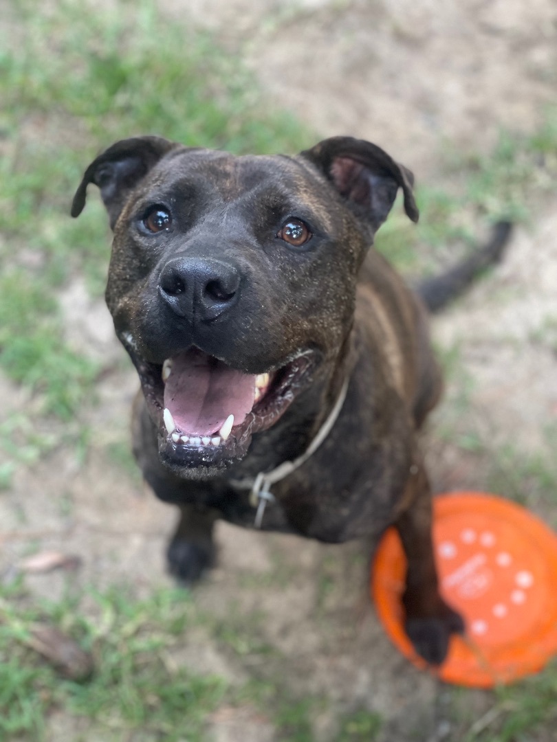 Oz, a Adoptable mixed breed in Jackson, MS image 1/11