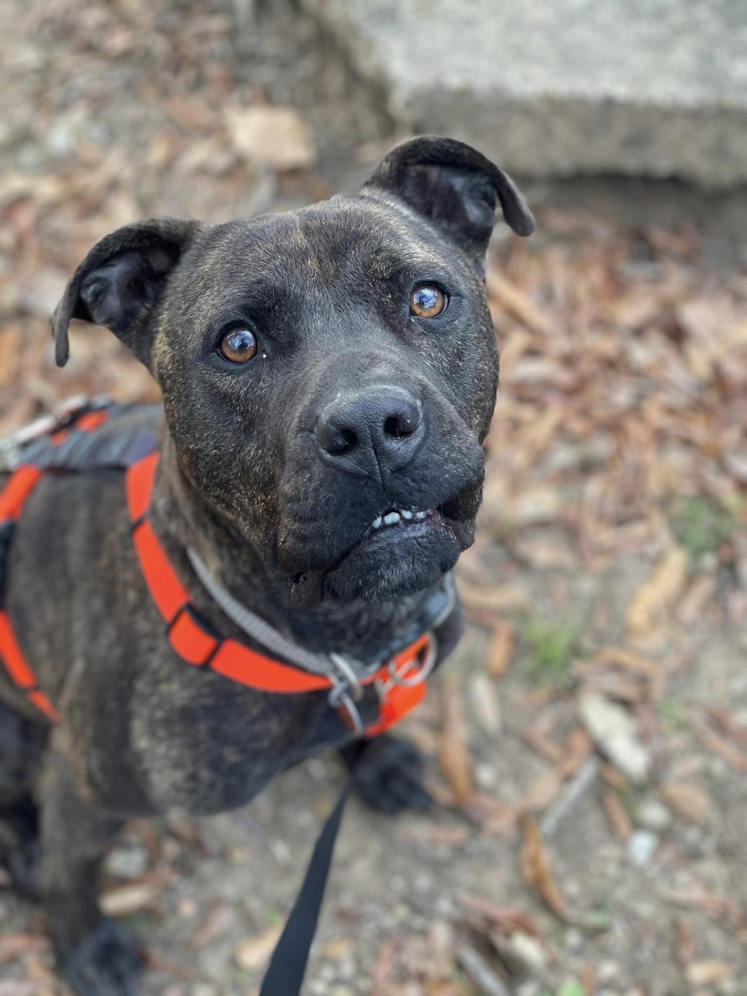 Enlarge Oz, a Adoptable mixed breed in Jackson, MS image 8/11