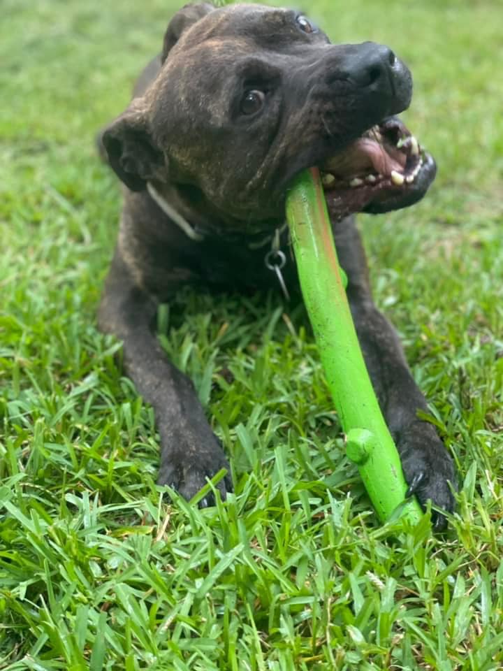 Enlarge Oz, a Adoptable mixed breed in Jackson, MS image 11/11
