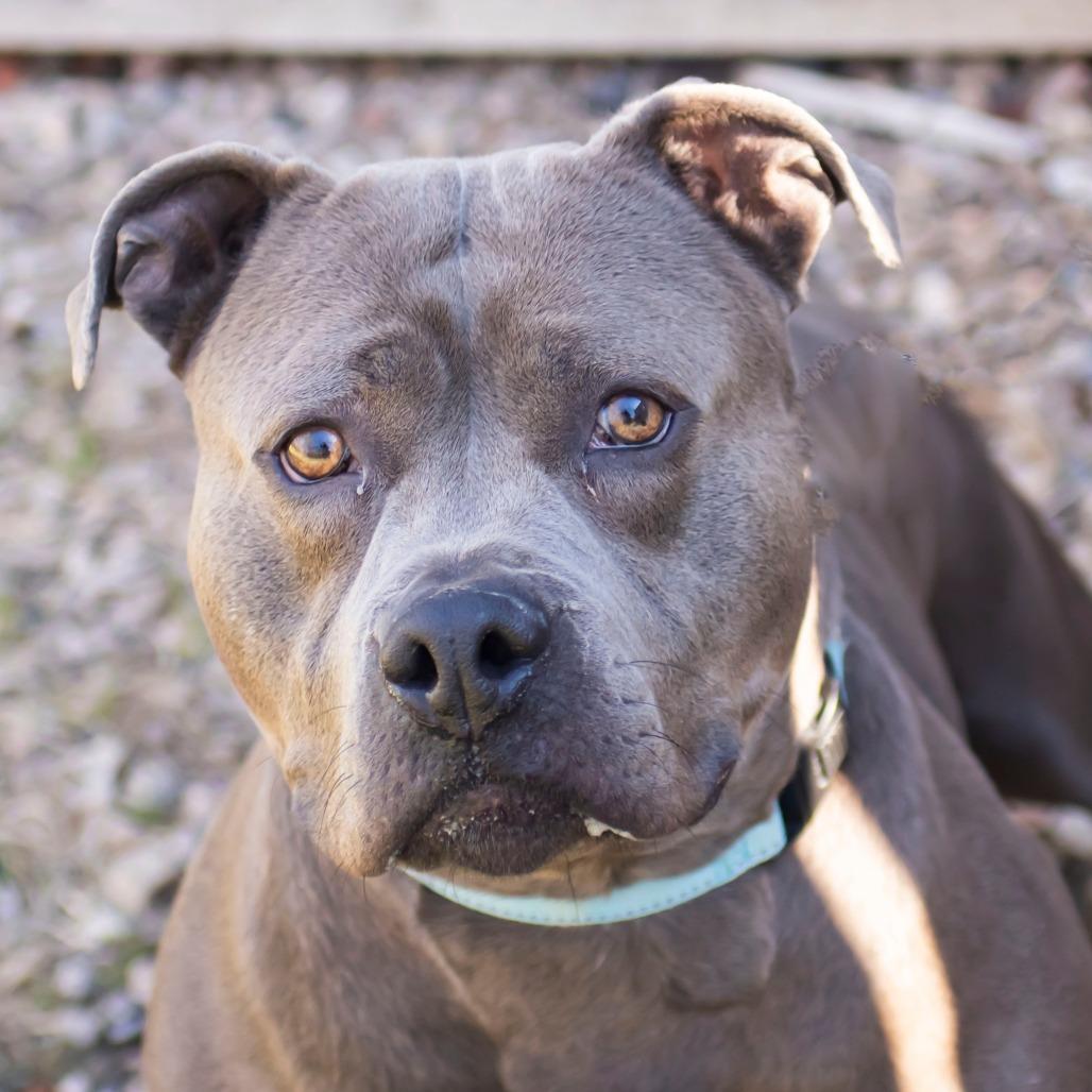 Enlarge Honey Bun, a Adoptable Pit Bull Terrier in Middletown, RI image 1/1