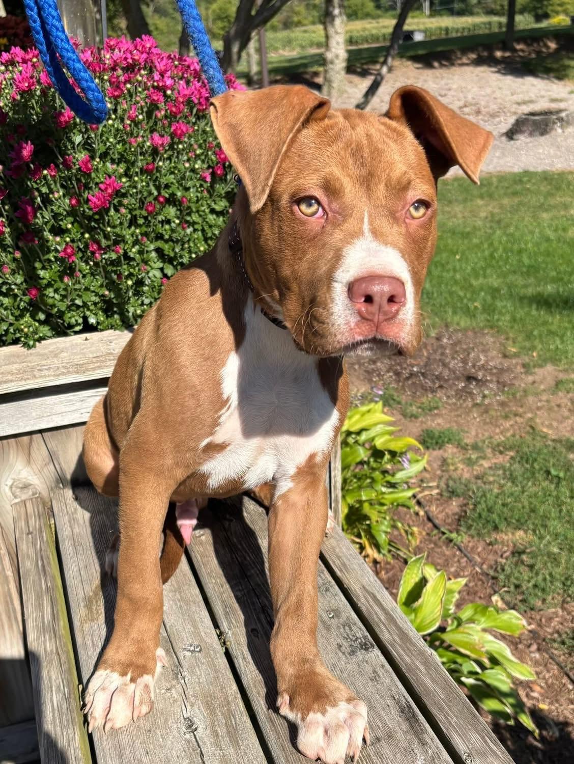Mimi and Leo, Adoptable, Young Male Terrier.