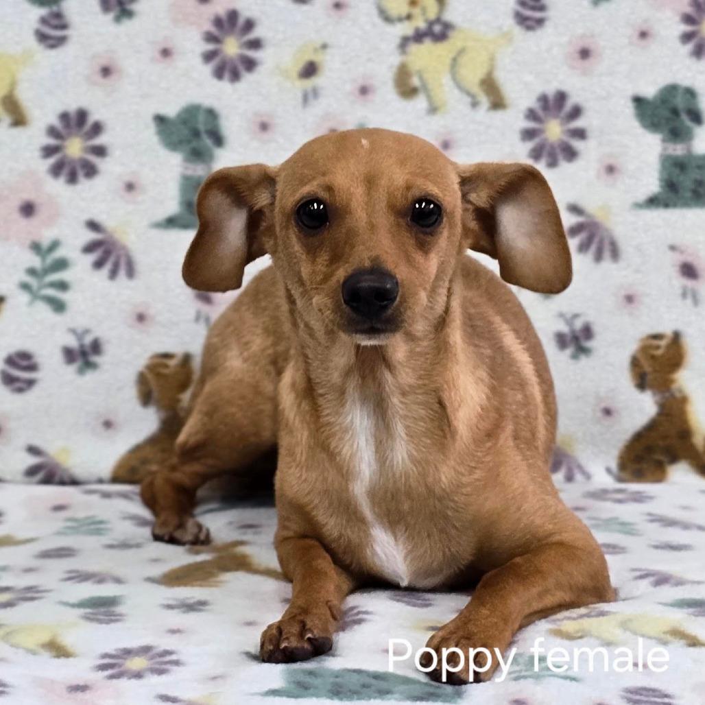 POPPY, Adoptable, Young Female Dachshund & Chihuahua.