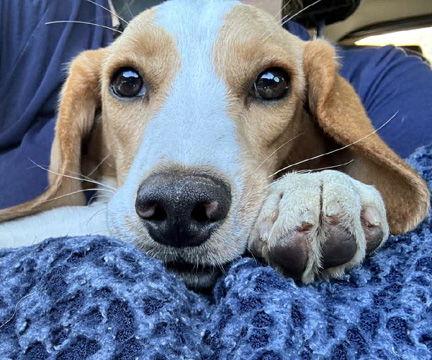 DESTINY aka LOLA - HONORARY ADOPTION, Adopted, Young Female Basset Hound & Beagle.
