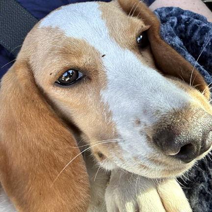 Enlarge DESTINY aka LOLA - HONORARY ADOPTION, a Adopted mixed breed in Mays Landing, NJ image 2/3