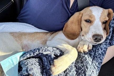 Enlarge DESTINY aka LOLA - HONORARY ADOPTION, a Adopted mixed breed in Mays Landing, NJ image 3/3