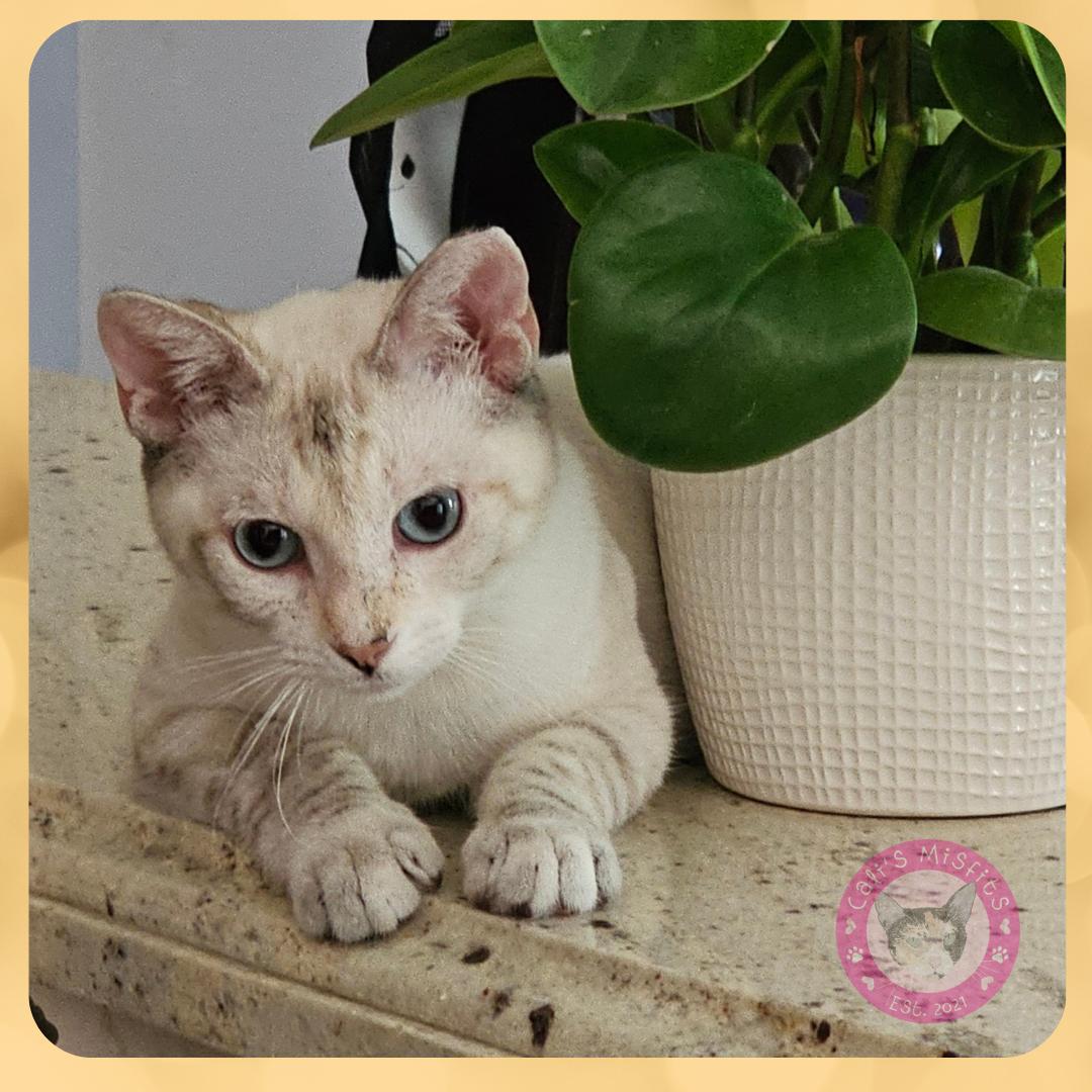 Buttercup, Young Female Siamese