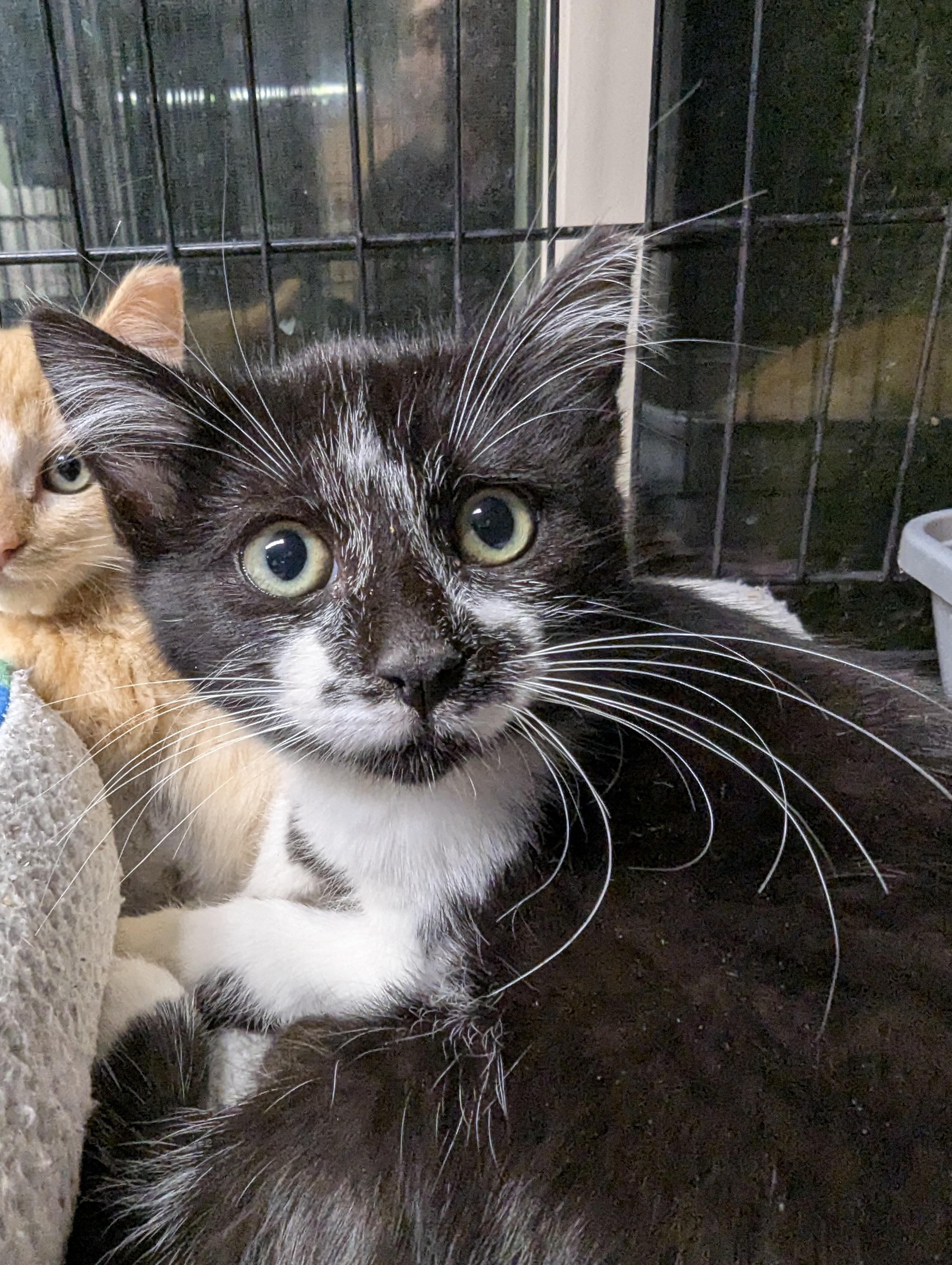 Kage And Yuki thumbnail 2