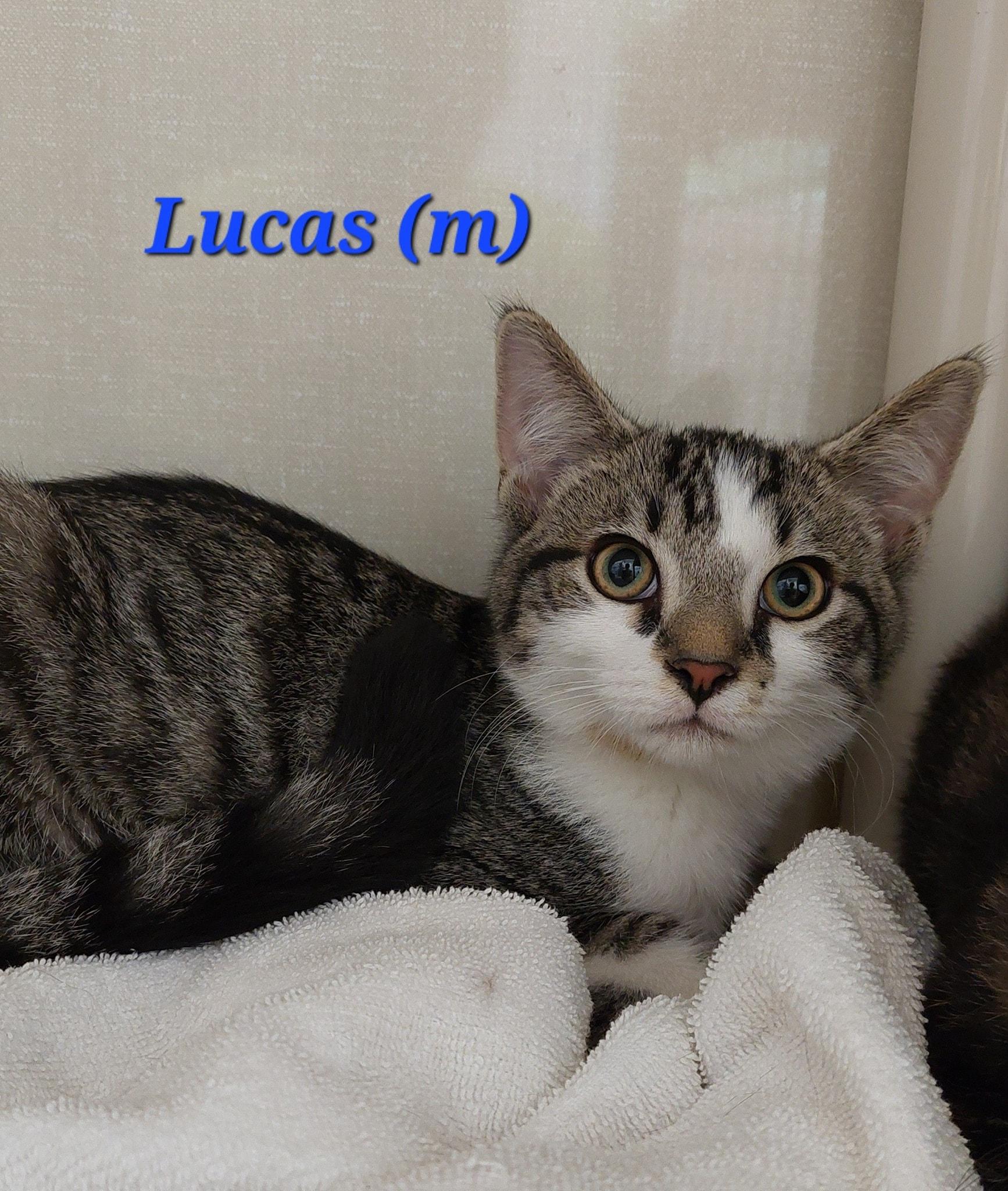 Lucas